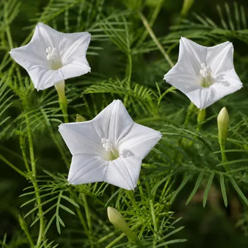 Cypress vine