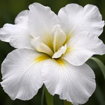 Japanese water iris