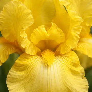 Iris