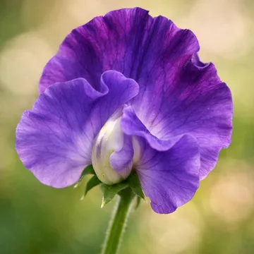 Sweet Pea