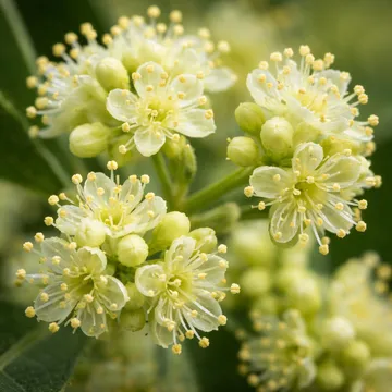 Bay laurel