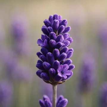 Lavender