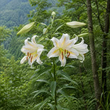 Goldband lily