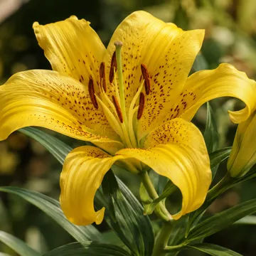 Goldband lily