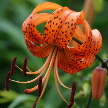 Tiger lily
