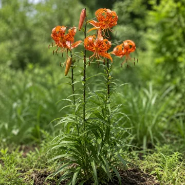Tiger lily