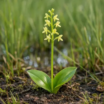 Fen Orchid