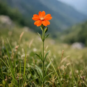 Orange catchfly