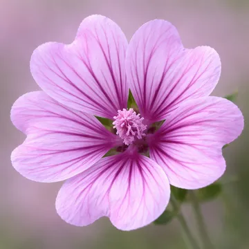 Common Mallow