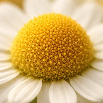 Chamomile