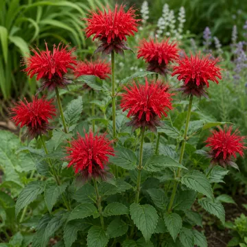 Scarlet bee balm