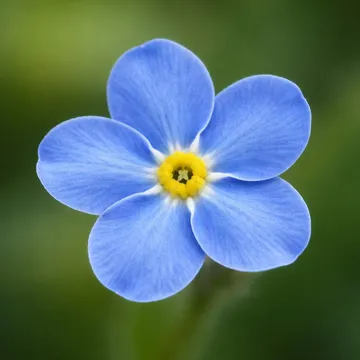 Forget-me-not
