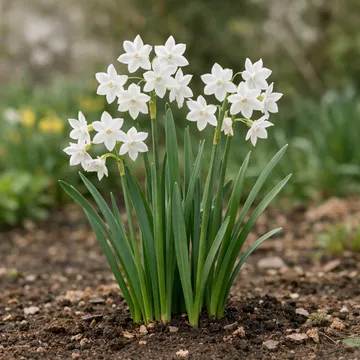 Daffodil