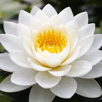 Water Lily