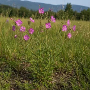 Rose evening primrose