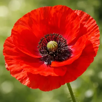Red Poppy