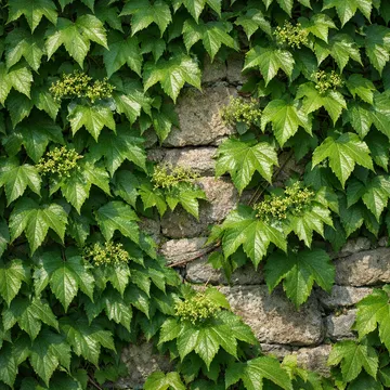 Boston ivy