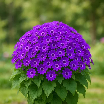 Cineraria(Florist's cineraria)
