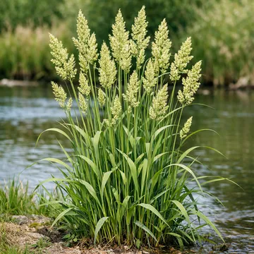 Reed Canary Grass
