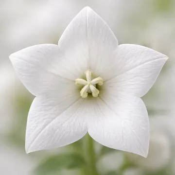 Balloon Flower