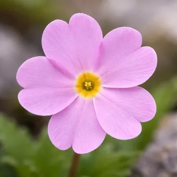 Korean Rock Primrose