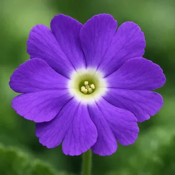 Siebold's primrose