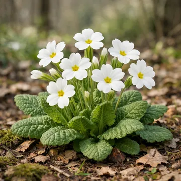 White Primrose