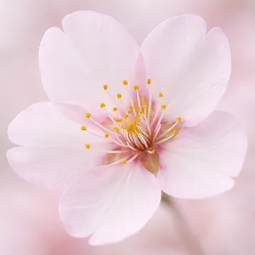 아몬드