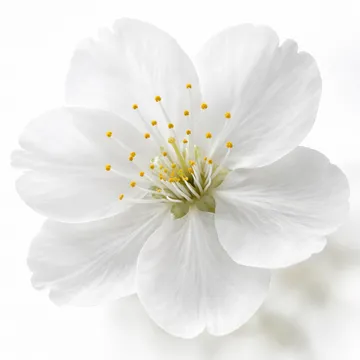Cherry blossom