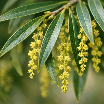 Bamboo-leaf oak