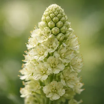 Garden Mignonette