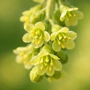 Manchurian Currant