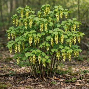 Manchurian Currant