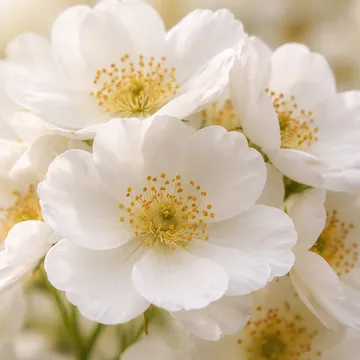 Musk rose