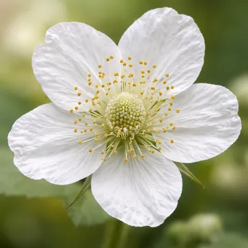 Wild raspberry
