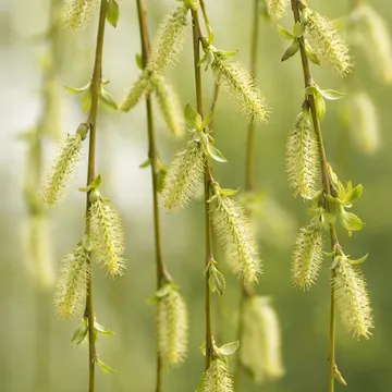 Weeping Willow
