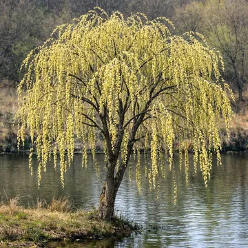 Korean willow