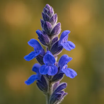 Sage