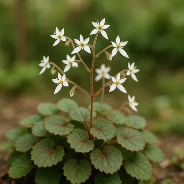 Strawberry saxifrage