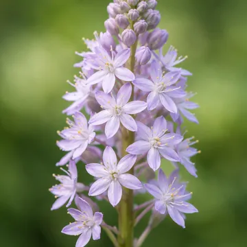 East Asian squill