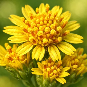 Korean goldenrod