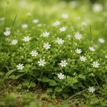 별꽃