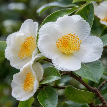 Japanese stewartia