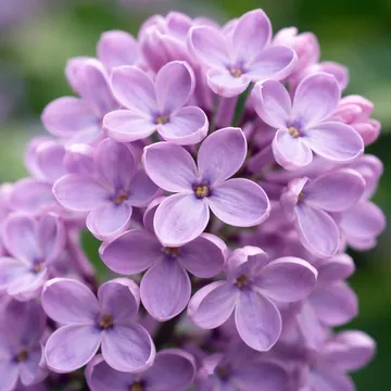 Purple Lilac