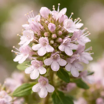 Wild Thyme