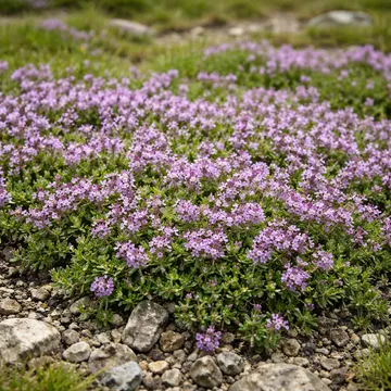 Wild Thyme