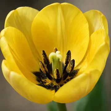 Tulip