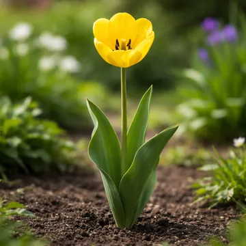 Yellow Tulip