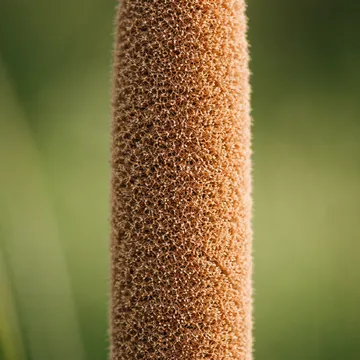 Oriental cattail