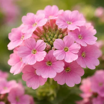 Verbena